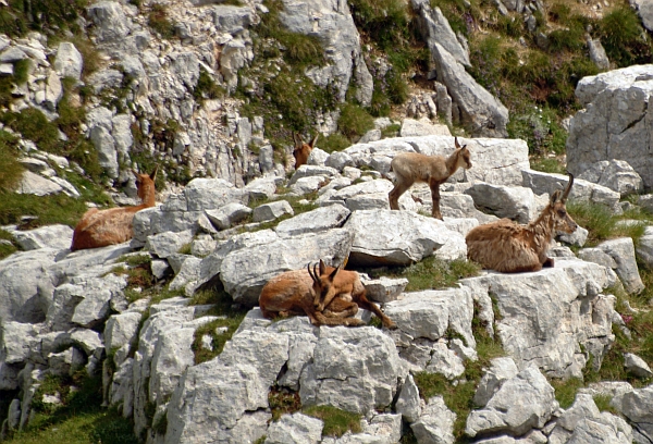 Camoscio d''Abruzzo Rupicapra pyrenaica ornata